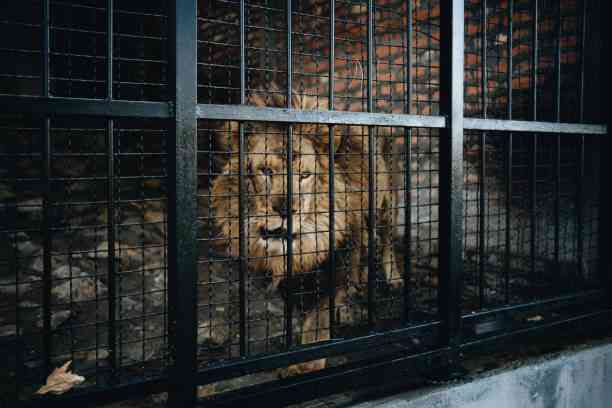 Zoo is the only prison on Earth where all prisoners are  innocent. - MirrorLog